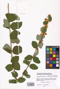 Symphoricarpos albus (L.) C. Koch, Eastern Europe, Moscow region (E4a) (Russia)