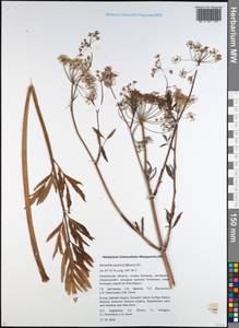 Oenanthe javanica (Blume) DC., Siberia, Russian Far East (S6) (Russia)