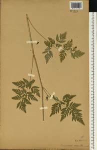 Torilis japonica (Houtt.) DC., Eastern Europe, Central forest-and-steppe region (E6) (Russia)