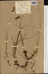 Carex disticha Huds., Eastern Europe, South Ukrainian region (E12) (Ukraine)