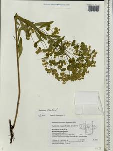 Euphorbia esula L., Eastern Europe, Central region (E4) (Russia)