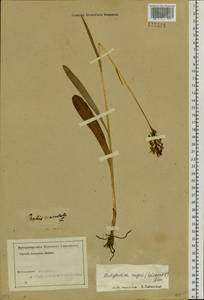 Dactylorhiza fuchsii subsp. fuchsii, Siberia, Altai & Sayany Mountains (S2) (Russia)