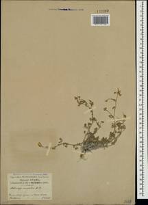 Medicago saxatilis M.Bieb., Crimea (KRYM) (Russia)