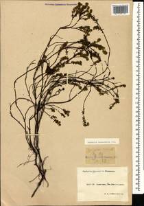 Empetrum nigrum subsp. caucasicum (Juz.) Kuvaev, Caucasus, Krasnodar Krai & Adygea (K1a) (Russia)