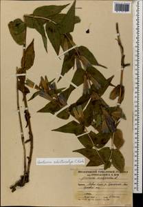 Gentiana asclepiadea L., Caucasus, South Ossetia (K4b) (South Ossetia)