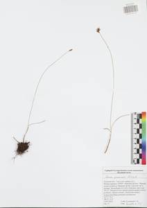 Carex praecox Schreb., Eastern Europe, Central region (E4) (Russia)