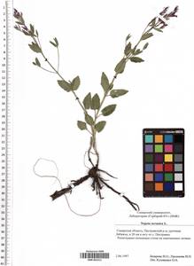 SMR001311, Nepeta ucranica L., Eastern Europe, Middle Volga region (E8) (Russia)