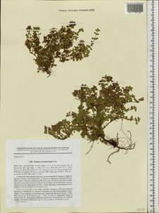 Thymus reverdattoanus Serg., Siberia, Western Siberia (S1) (Russia)