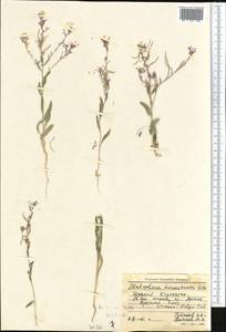 Malcolmia turkestanica Litv., Middle Asia, Syr-Darian deserts & Kyzylkum (M7) (Kazakhstan)