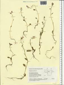 Raphanus sativus L., Eastern Europe, Central region (E4) (Russia)