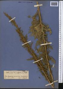 Artemisia tournefortiana Rchb., Middle Asia, Western Tian Shan & Karatau (M3) (Kazakhstan)