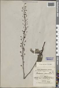 Verbascum phoeniceum L., Middle Asia, Northern & Central Kazakhstan (M10) (Kazakhstan)