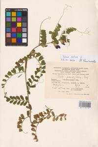 Vicia sativa L., Eastern Europe, West Ukrainian region (E13) (Ukraine)