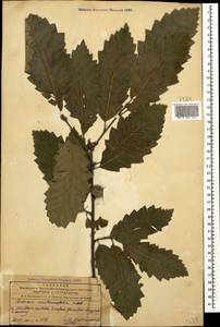 Quercus castaneifolia C.A.Mey., Caucasus, Azerbaijan (K6) (Azerbaijan)