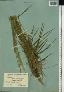 Elymus macrourus (Turcz.) Tzvelev, Siberia, Yakutia (S5) (Russia)