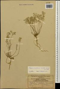 Odontarrhena tortuosa (Waldst. & Kit. ex Willd.) C.A.Mey., Caucasus, Azerbaijan (K6) (Azerbaijan)