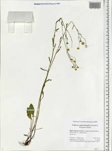 Erigeron annuus (L.) Pers., Eastern Europe, Central forest region (E5) (Russia)