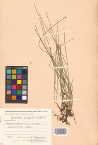 Equisetum variegatum Schleich. ex F. Weber & D. Mohr, Siberia, Chukotka & Kamchatka (S7) (Russia)