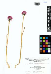 Allium schoenoprasum L., Siberia, Baikal & Transbaikal region (S4) (Russia)