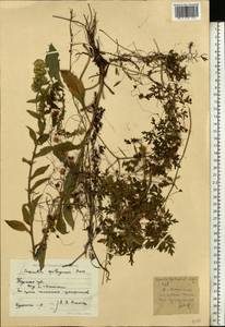 Cuscuta epithymum (L.) L., Eastern Europe, Central forest-and-steppe region (E6) (Russia)