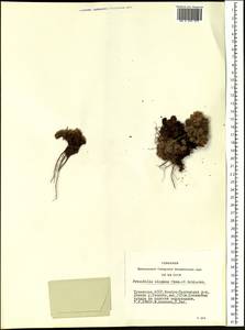 Potentilla elegans Cham. & Schltdl., Siberia, Altai & Sayany Mountains (S2) (Russia)