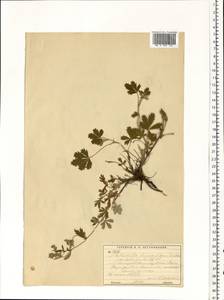 Potentilla leucopolitana P. J. Müll. ex F. W. Schultz, Eastern Europe, Moscow region (E4a) (Russia)