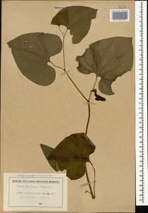 Aristolochia iberica Fisch. & C. A. Mey. ex Boiss., Caucasus, Abkhazia (K4a) (Abkhazia)