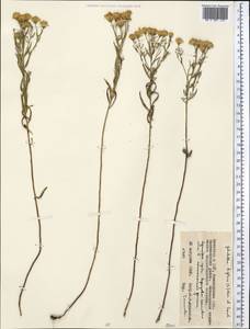 Galatella biflora (L.) Nees, Middle Asia, Northern & Central Kazakhstan (M10) (Kazakhstan)