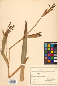 Iris pseudacorus L., Siberia, Russian Far East (S6) (Russia)
