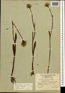 Traunsteinera sphaerica (M.Bieb.) Schltr., Caucasus, South Ossetia (K4b) (South Ossetia)