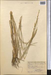 Agropyron fragile (Roth) P.Candargy, Middle Asia, Muyunkumy, Balkhash & Betpak-Dala (M9) (Kazakhstan)