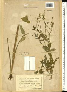 Sium sisarum L., Eastern Europe, Lower Volga region (E9) (Russia)