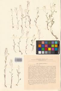 Cardamine parviflora L., Eastern Europe, Central region (E4) (Russia)