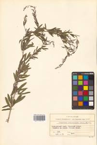 Lespedeza juncea (L.f.) Pers., Siberia, Russian Far East (S6) (Russia)