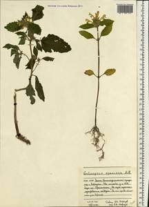 Galeopsis speciosa Mill., Eastern Europe, Northern region (E1) (Russia)