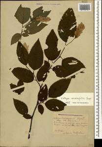 Ostrya carpinifolia Scop., Caucasus, Krasnodar Krai & Adygea (K1a) (Russia)