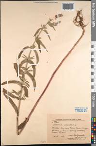 Mentha longifolia var. asiatica (Boriss.) Rech.f., Middle Asia, Western Tian Shan & Karatau (M3) (Kyrgyzstan)