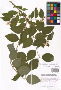 Philadelphus pubescens Loisel., Eastern Europe, Moscow region (E4a) (Russia)