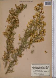 Caragana halodendron (Pall.) Dum.Cours., Middle Asia, Pamir & Pamiro-Alai (M2) (Tajikistan)