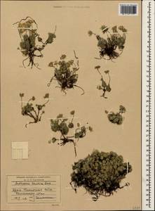 Androsace villosa L., Crimea (KRYM) (Russia)