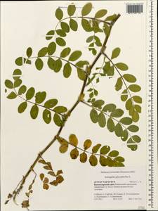 Astragalus glycyphyllos L., Caucasus, Krasnodar Krai & Adygea (K1a) (Russia)