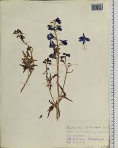 Delphinium cheilanthum Fisch. ex DC., Siberia, Yakutia (S5) (Russia)