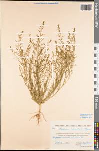 Thesium ramosum Hayne, Eastern Europe, North Ukrainian region (E11) (Ukraine)