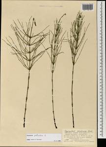 Equisetum palustre L., Mongolia (MONG) (Mongolia)