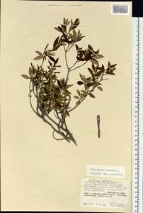 Rhododendron dauricum L., Siberia, Russian Far East (S6) (Russia)