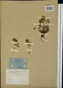 Trifolium pratense L., Eastern Europe, North-Western region (E2) (Russia)
