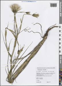 Tragopogon orientalis L., Siberia, Baikal & Transbaikal region (S4) (Russia)