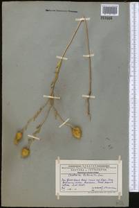 Stizolophus balsamita (Lam.) K.Koch, Middle Asia, Western Tian Shan & Karatau (M3) (Kazakhstan)