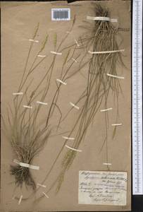 Agropyron fragile (Roth) P.Candargy, Middle Asia, Northern & Central Kazakhstan (M10) (Kazakhstan)