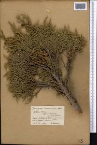 Juniperus pseudosabina Fisch. & C.A.Mey., Middle Asia, Northern & Central Tian Shan (M4) (Kyrgyzstan)